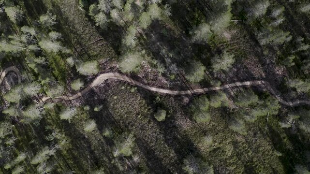Two persons with mountainbikes on trail in the forest