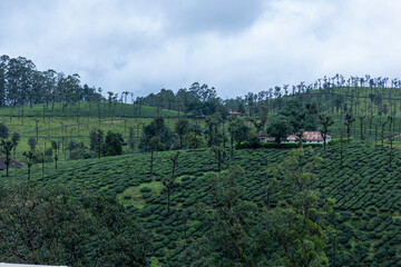 mountain landscape with trees
