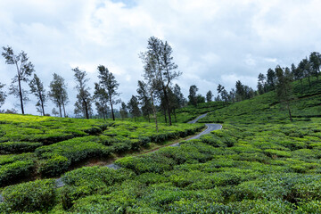 trees in the mountains