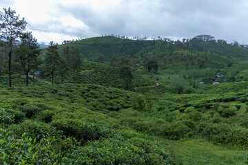 forest in the mountains