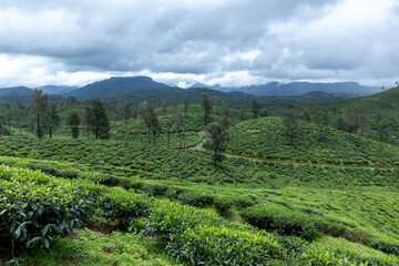 green tea plantation