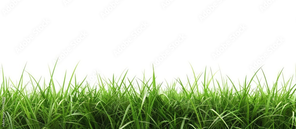 Leinwandbilder isolated green grass banner. with copy space image. place for adding text or design