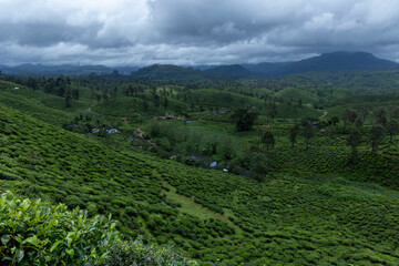 green tea plantation
