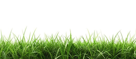 Isolated green grass banner. with copy space image. Place for adding text or design