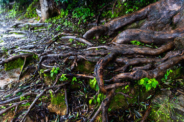 tree roots in the forest