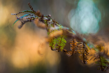 Forêt des Landes de Gascogne, en période automnale