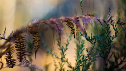 Forêt des Landes de Gascogne, en période automnale