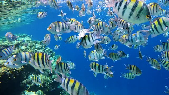 Sergeant-major fish school with water surface in background, underwater Red sea.
