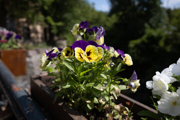 Pansy or Garden Pansy Flower