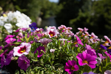 Obraz premium Calibrachoa and Petunia flowers