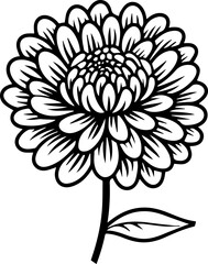 illustration of a chrysanthemum flower