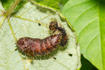 Spongy Moth Chrysalis - Lymantria dispar