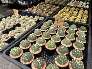 many various kinds of scale and spines cactus in cute plant pots are displayed on table to attract customers in plant and flowers walking street flea market on weekend during summer during trees event