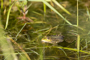 Wasserfrosch