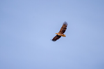 Seeadler