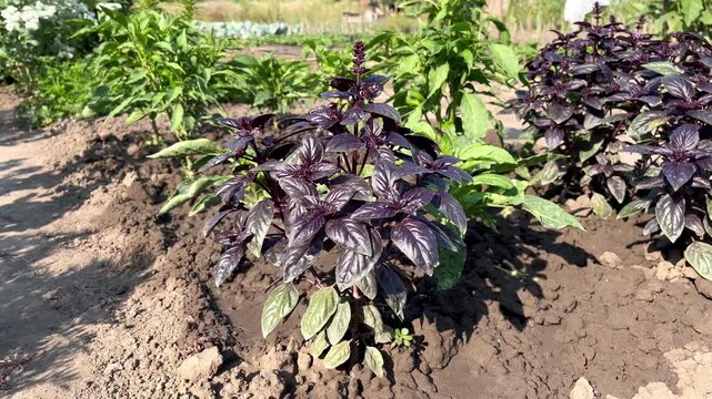purple basil growing in the vegetable garden