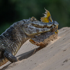 Caiman fishing in Pantanal