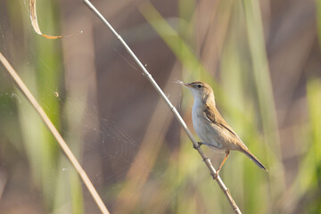 Schilfrohrsänger