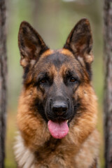 German Shepherd dog portrait