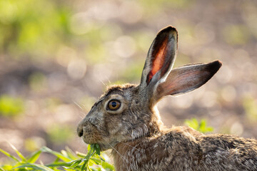 Feldhasen im Sonnenuntergang