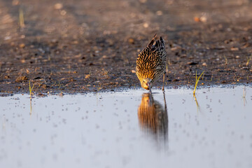 Grosser Brachvogel