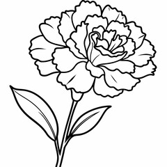 carnation flower vector illustration