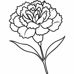 carnation flower vector illustration