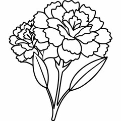 carnation flower vector illustration