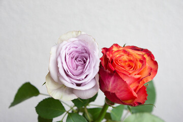 2色のバラ