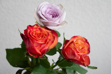 ２色のバラ