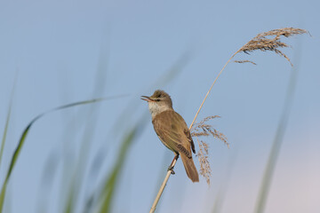 Drosselrohrs&auml;nger