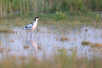 S&auml;belschn&auml;bler