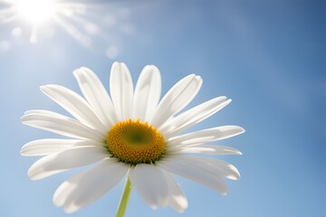 White daisy with a backdrop of clear blue sky, offering a fresh and uplifting visual impact