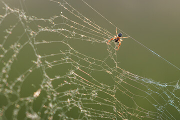 Spinne im Spinnennetz