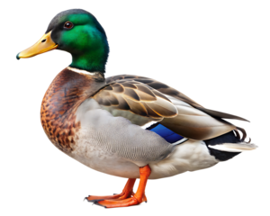 mallard duck isolated on white background. AI GENERATED