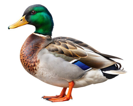 mallard duck isolated on white background. AI GENERATED