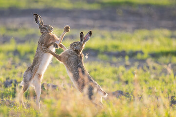 Feldhasen beim Kampf © Markus