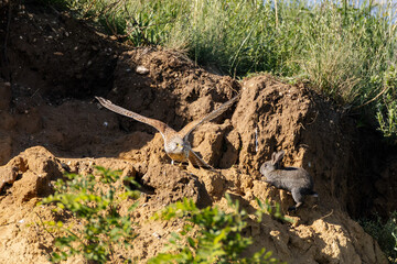 Obraz premium Turmfalke mit Wildkaninchen