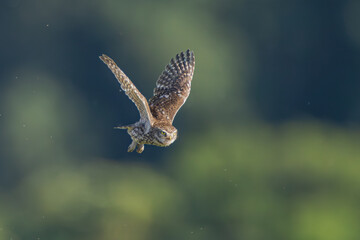 Steinkauz im Flug