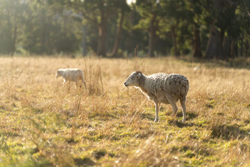 Obraz premium Merino sheep, grazing and eating grass in New zealand and Australia with baby lambs