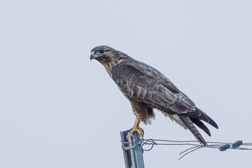 Mäusebussard beim Ansitz