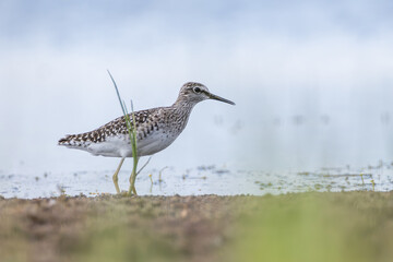 Teichwasserläufer im Wasser