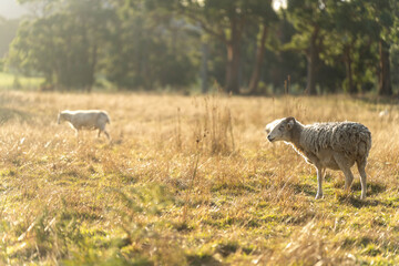 lamb drinking milk from a sheep in a field in golden light in spring time in england