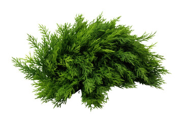 Fototapeta premium Dense eastern cedar bush with green leaves, isolated on white background.