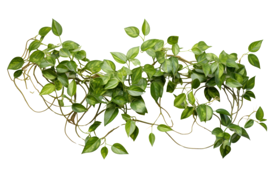 Bright green ivy extending down a white brick wall, isolated on a white background.