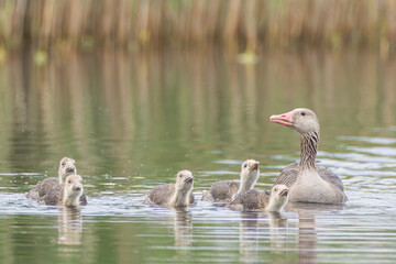 Graugans mit Kücken
