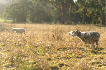 Merino sheep, grazing and eating grass in New zealand and Australia with baby lambs
