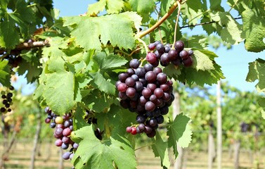 Fox grapes, or Vitis Labrusca, ripening  on vine under the sunlight. It is used for table grape, wine production and juice.