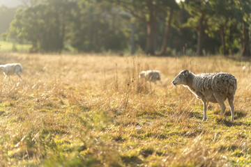 Agricultural farm practicing regenerative farmer, with sheep grazing in field practicing rotational grazing storing carbon in the soil through fungi by carbon sequestration