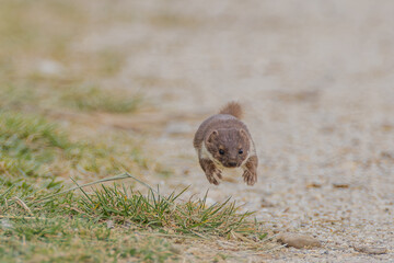 Mauswiesel beim Laufen
